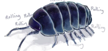 roly poly roly poly roly poly 