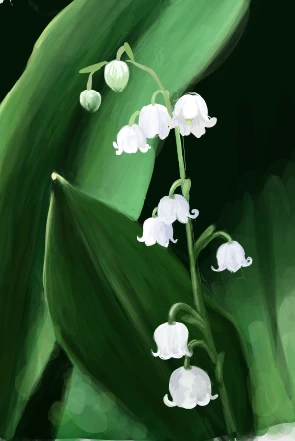 Convallaria majalis