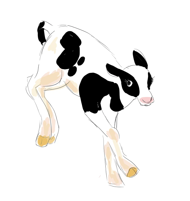 calf